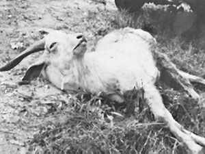photograph of deer killed for fun by BFSS/Countryside Alliance supporters