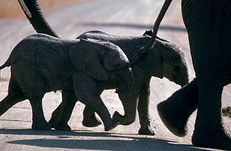 photo of two young elephants