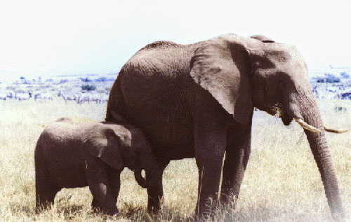 photo of female elephant and her calf
