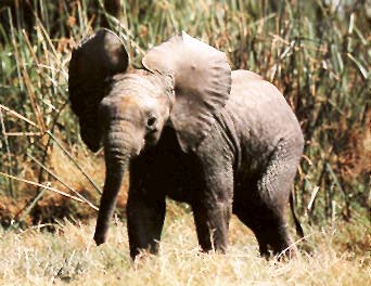 photo of cute elephant calf