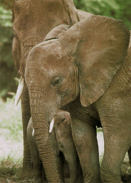 photo of elephant and young calf