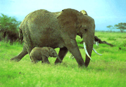 African elephants on camera