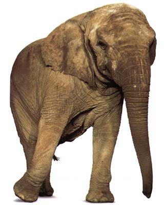 photograph of an elephant