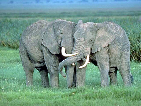 African elephants