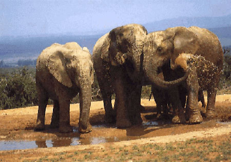 photo of three muddy elephants