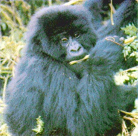 photograph of gorilla