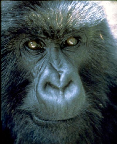 photo of a young gorilla