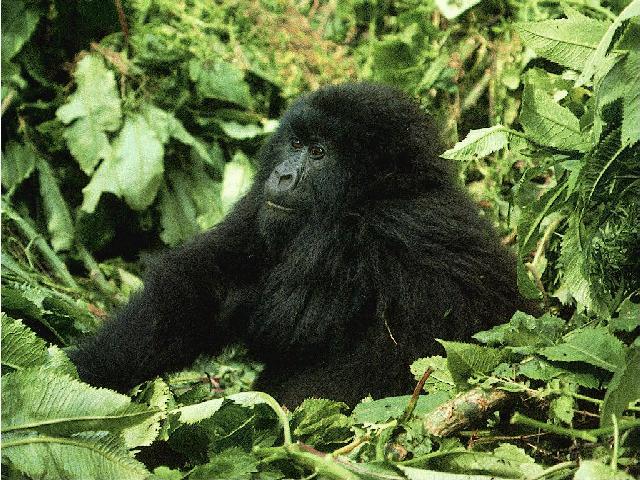 photo of gorilla relaxing
