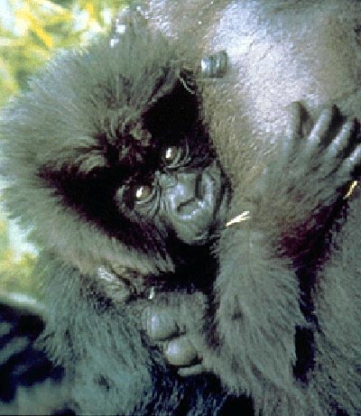 photo of suckling gorilla