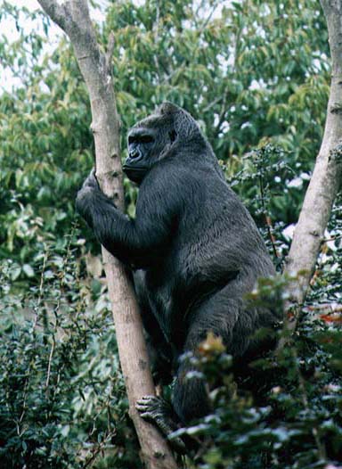 photo of gorilla in a tree