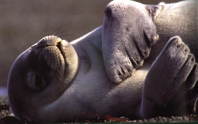 photo of dreaming pinniped