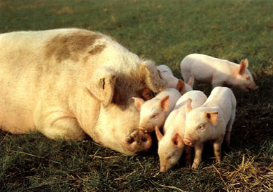 sow and her piglets