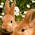 rabbit icon