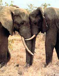 image of two elephants rubbing noses