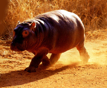 photo of a small hippo