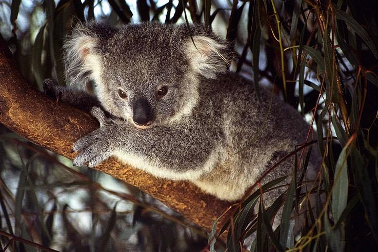 photograph of a cute koala