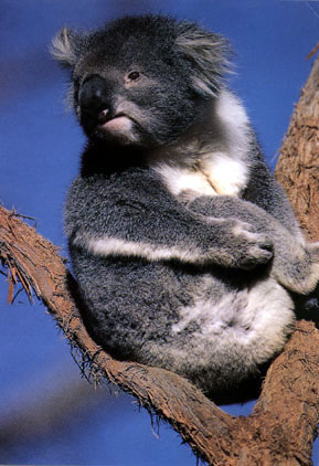 photograph of koala