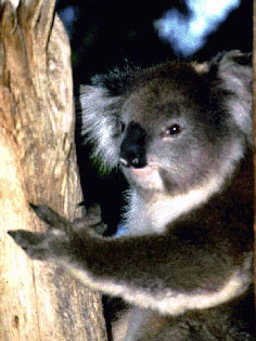 koala photograph