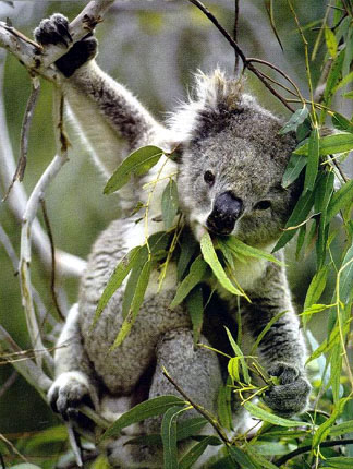 photo of acrobatic koala