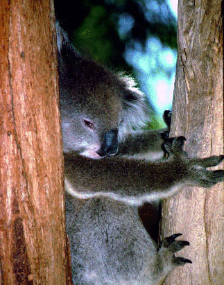 photo of koala in a tree