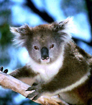 photo of cuddly koala