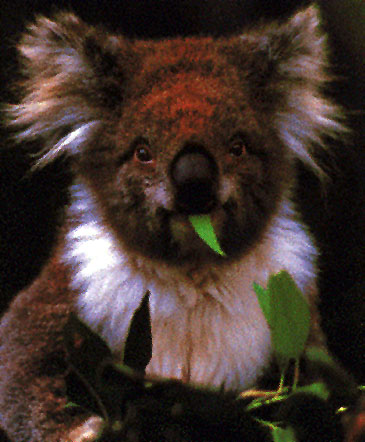 photograph of koala climbing a gum tree
