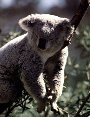 koala asleep
