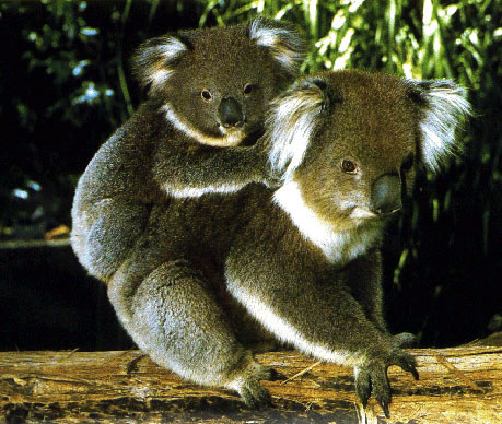 photograph of  a koala and her baby