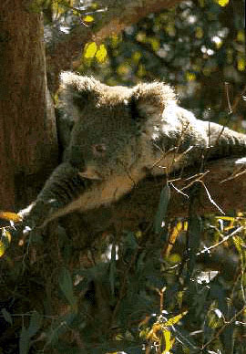 photograph of koala in a tree