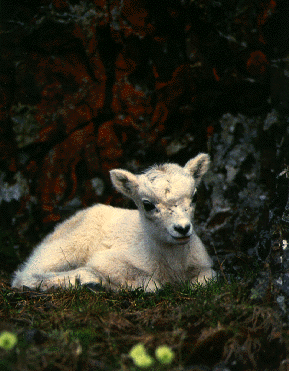 lamb photograph