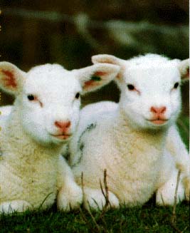 photo of two young lambs