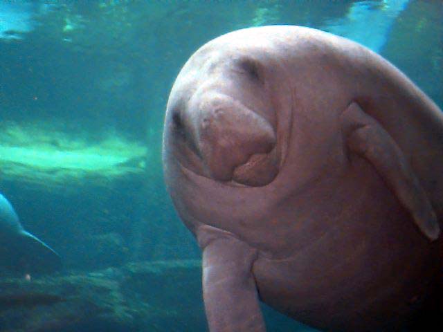 photograph of a curious manatee