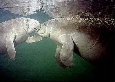 photograph of kissing manatees