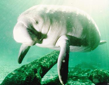 manatees swimming