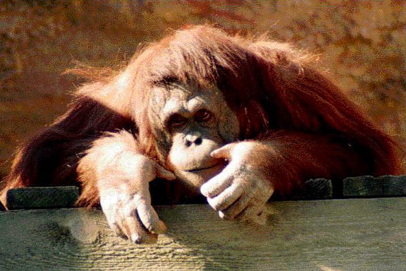 photograph of orang-utan