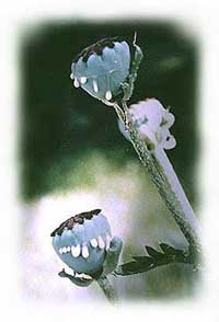 Papaver somniferum