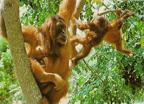 photograph of orang-utans