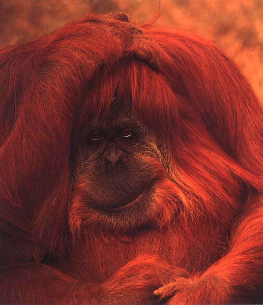 photo of an orang-utan