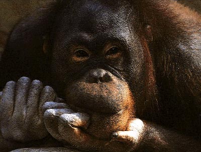 photo of a orang-utan