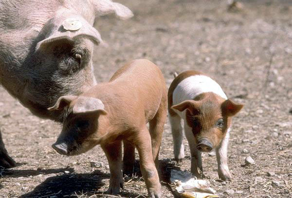 photo of two young piglets