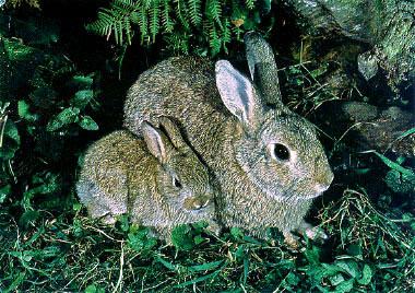 http://www.hedweb.com/rabbits.jpg