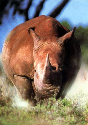 photo of rhinoceros