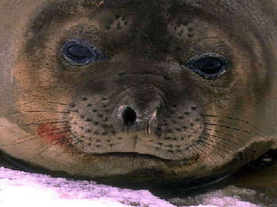 seal photo