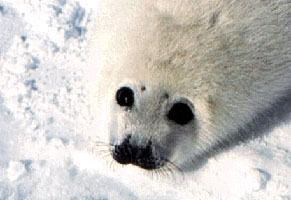 baby seal photo