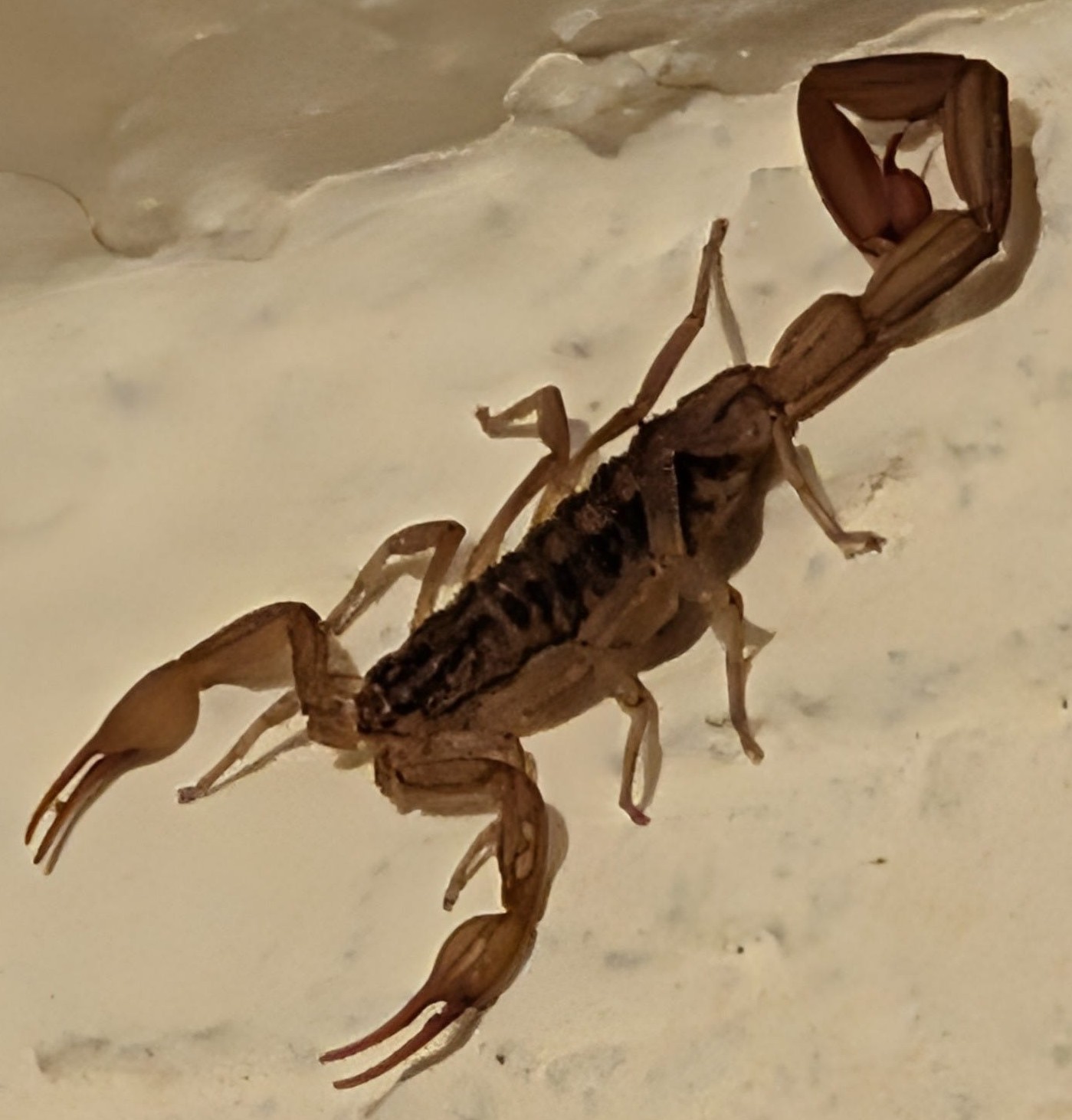 scorpion