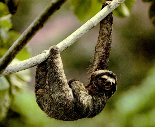 photograph of resting sloth