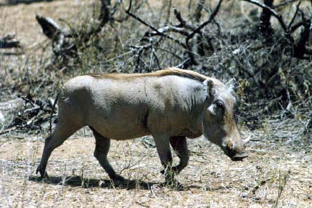 photo of an amiable warthog