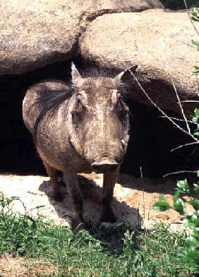 photo of a warthog