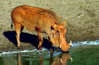 photograph of warthog at waterhole