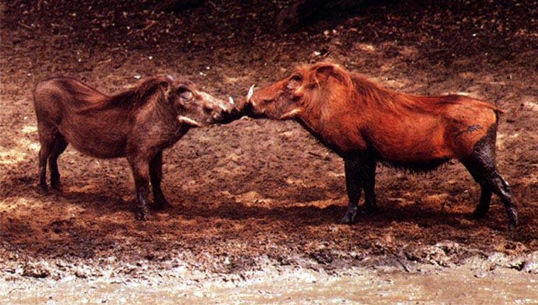 photo of two truculent warthogs
